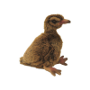 Native NZ Bird Weka