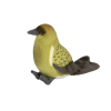 Native NZ Bird Bellbird Korimako