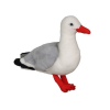 Native NZ Bird Seagull
