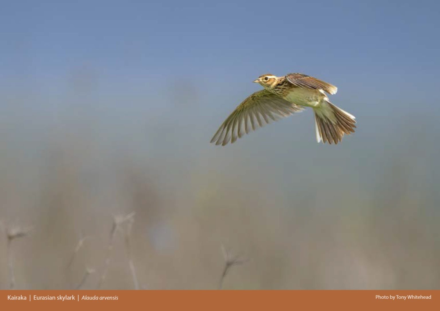 2024 Shorebird Calendar P Korokoro Miranda Shorebird Centre Bookshop   2024 Shorebird Calendar  PG6 1536x1086 