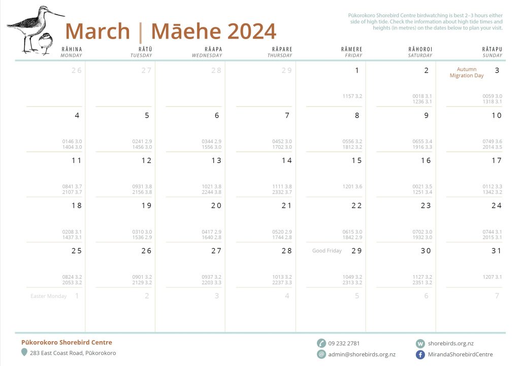 2024 Shorebird Calendar Pūkorokoro Miranda Shorebird Centre