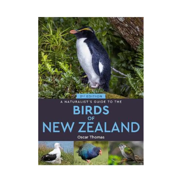 Clock – Fairy Terns - Pūkorokoro Miranda Shorebird Centre Bookshop