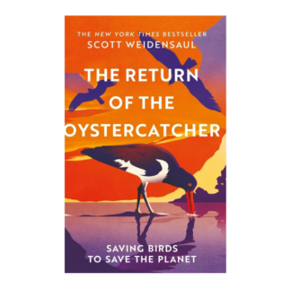 The Return of the Oystercatcher
