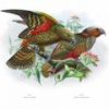 Buller's Birds of New Zealand, The Complete Work of JG Keulemans - Image 5