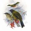 Buller's Birds of New Zealand, The Complete Work of JG Keulemans - Image 4