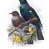 Buller's Birds of New Zealand, The Complete Work of JG Keulemans - Image 3