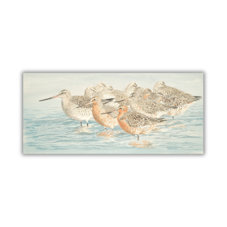 Card - Keith Woodley - Kuaka roosting