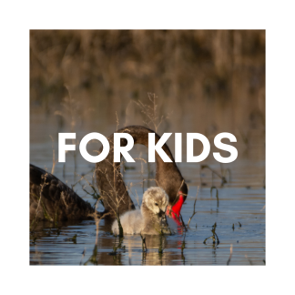 For Kids