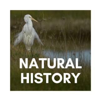 Natural History