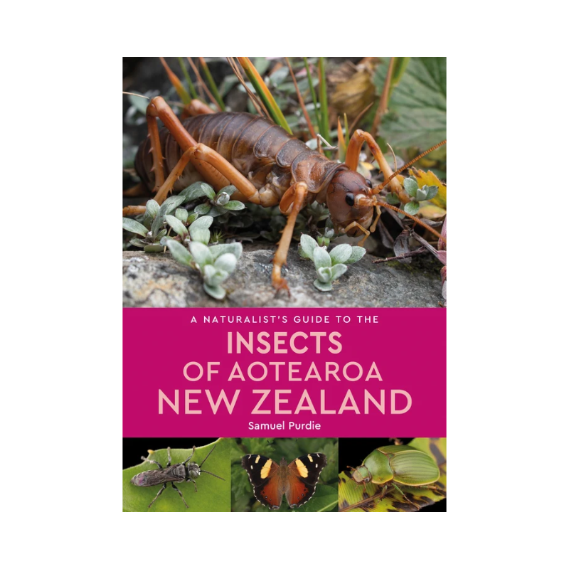 A Naturalist's Guide to the Insects of Aotearoa New Zealand