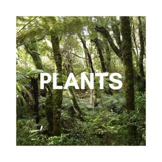 Plants